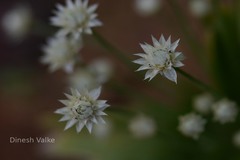 Eriocaulon stellulatum